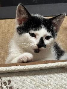 3 kittens and 1 mom Cat for rehome for FREE