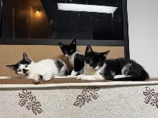 3 kittens and 1 mom Cat for rehome for FREE - Photo 2