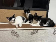 3 kittens and 1 mom Cat for rehome for FREE - Photo 3