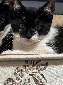 3 kittens and 1 mom Cat for rehome for FREE - Photo 4
