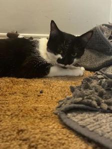 3 kittens and 1 mom Cat for rehome for FREE - Photo 5