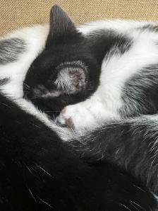 3 kittens and 1 mom Cat for rehome for FREE - Photo 6