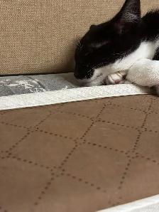 3 kittens and 1 mom Cat for rehome for FREE - Photo 7