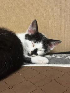 3 kittens and 1 mom Cat for rehome for FREE - Photo 8