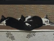 3 kittens and 1 mom Cat for rehome for FREE - Photo 9