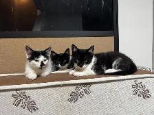 3 kittens and 1 mom Cat for rehome for FREE - Photo 10