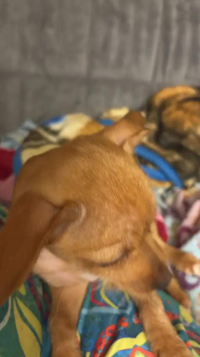 Adorable Chihuahua/Yorkie pups