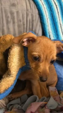 Adorable Chihuahua/Yorkie pups - Photo 2
