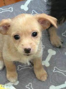 Adorable Chihuahua/Yorkie pups - Photo 3