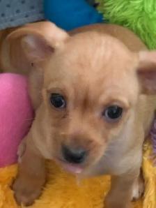 Adorable Chihuahua/Yorkie pups - Photo 4