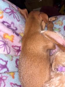 Adorable Chihuahua/Yorkie pups - Photo 5