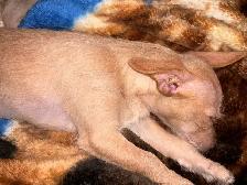 Adorable Chihuahua/Yorkie pups - Photo 6