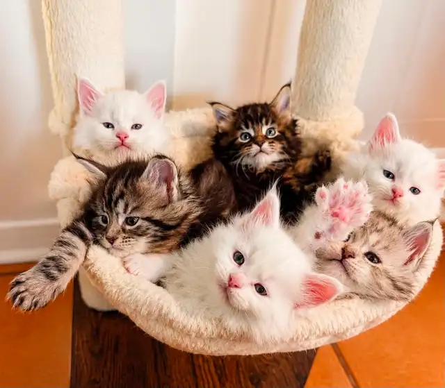 Maine coon disponibles