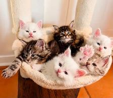 Maine coon disponibles