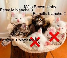 Maine coon disponibles - Photo 2