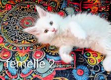 Maine coon disponibles - Photo 3