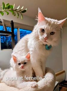 Maine coon disponibles - Photo 4