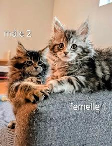 Maine coon disponibles - Photo 6