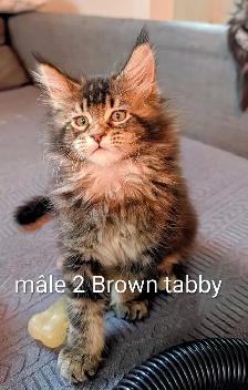 Maine coon disponibles - Photo 7