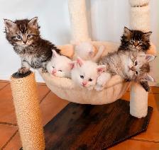 Maine coon disponibles - Photo 8