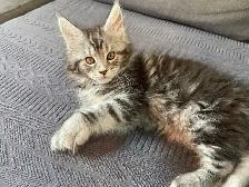 Maine coon disponibles - Photo 9
