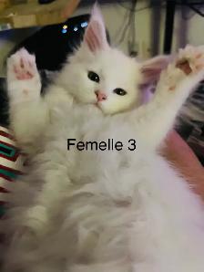 Maine coon disponibles - Photo 10