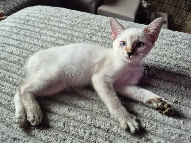 Highland Lynx Mâle &femelle