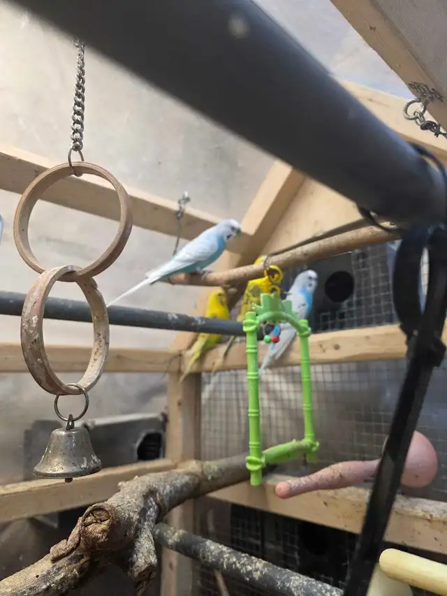 Young male budgies