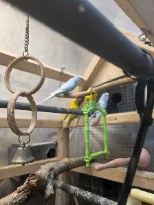 Young male budgies