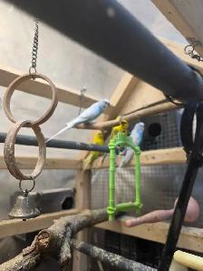 Young male budgies - Photo 2