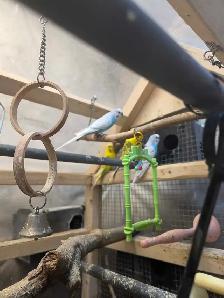 Young male budgies - Photo 3