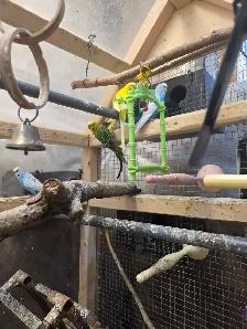 Young male budgies - Photo 4