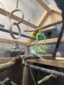 Young male budgies - Photo 5