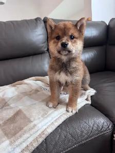 Adorable petit mâle Shiba Inu de 2 mois
