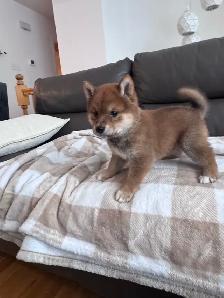 Adorable petit mâle Shiba Inu de 2 mois - Photo 2