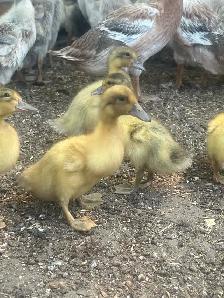 Ducks welsh harlequin - Photo 2