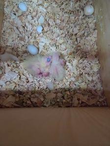 Oisillions cockatiel - Photo 2