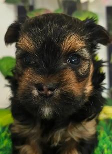 YORKSHIRE TERRIER PUPPY( LOUIE)