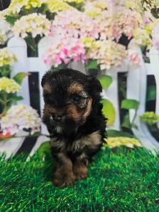 YORKSHIRE TERRIER PUPPY( LOUIE) - Photo 2