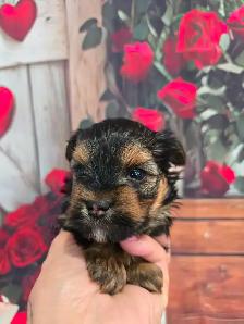 YORKSHIRE TERRIER PUPPY( LOUIE) - Photo 4