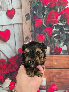 YORKSHIRE TERRIER PUPPY( LOUIE) - Photo 5