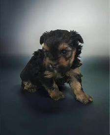 YORKSHIRE TERRIER PUPPY( LOUIE) - Photo 6