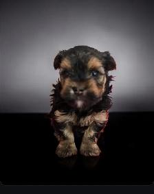 YORKSHIRE TERRIER PUPPY( LOUIE) - Photo 7