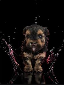 YORKSHIRE TERRIER PUPPY( LOUIE) - Photo 8