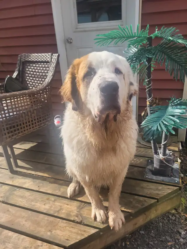 Chien qui doit etre seul avec son maitre 100$