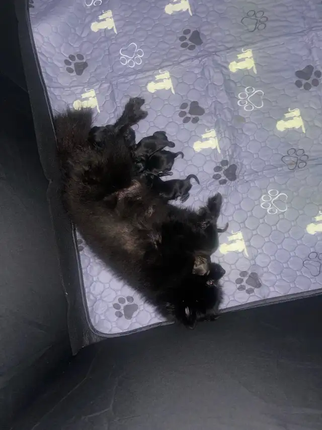 purebred Pomeranian puppies  Looking for a new home