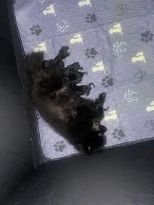 purebred Pomeranian puppies  Looking for a new home