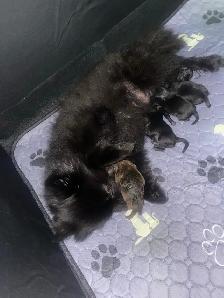purebred Pomeranian puppies  Looking for a new home - Photo 2