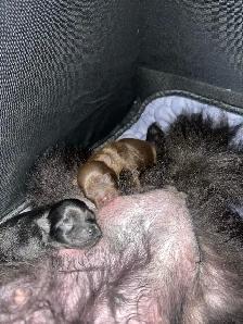 purebred Pomeranian puppies  Looking for a new home - Photo 3
