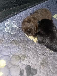 purebred Pomeranian puppies  Looking for a new home - Photo 4